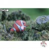 Eugy 037 - Poisson Clown - EUG-5313999 - dodoland - Maquettes en carton - Le Nuage de Charlotte