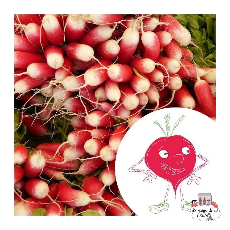 Mini organic seed kit of Rémi the radish - LPR-G051 - Les Petits Radis - Nature and discoveries - Le Nuage de Charlotte