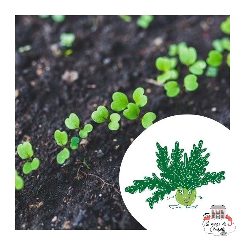 Mini organic seed kit of Juliette the arugula - LPR-G031 - Les Petits Radis - Nature and discoveries - Le Nuage de Charlotte