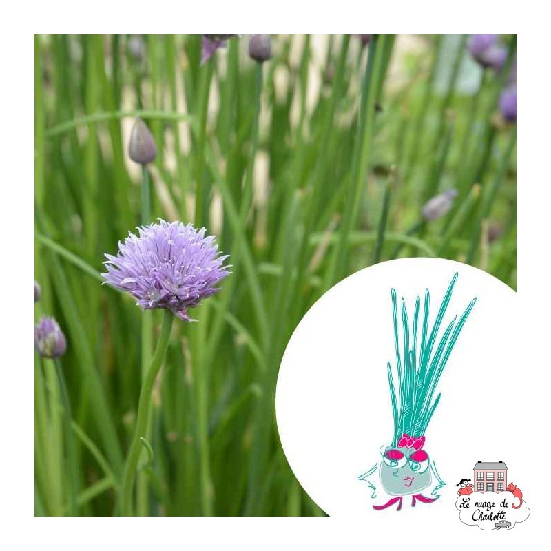 Mini organic seed kit of Claudette the chives - LPR-G061 - Les Petits Radis - Nature and discoveries - Le Nuage de Charlotte