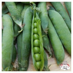 Mini kit de graines BIO de Benoît le petit pois - LPR-G161 - Les Petits Radis - Nature et découvertes - Le Nuage de Charlotte