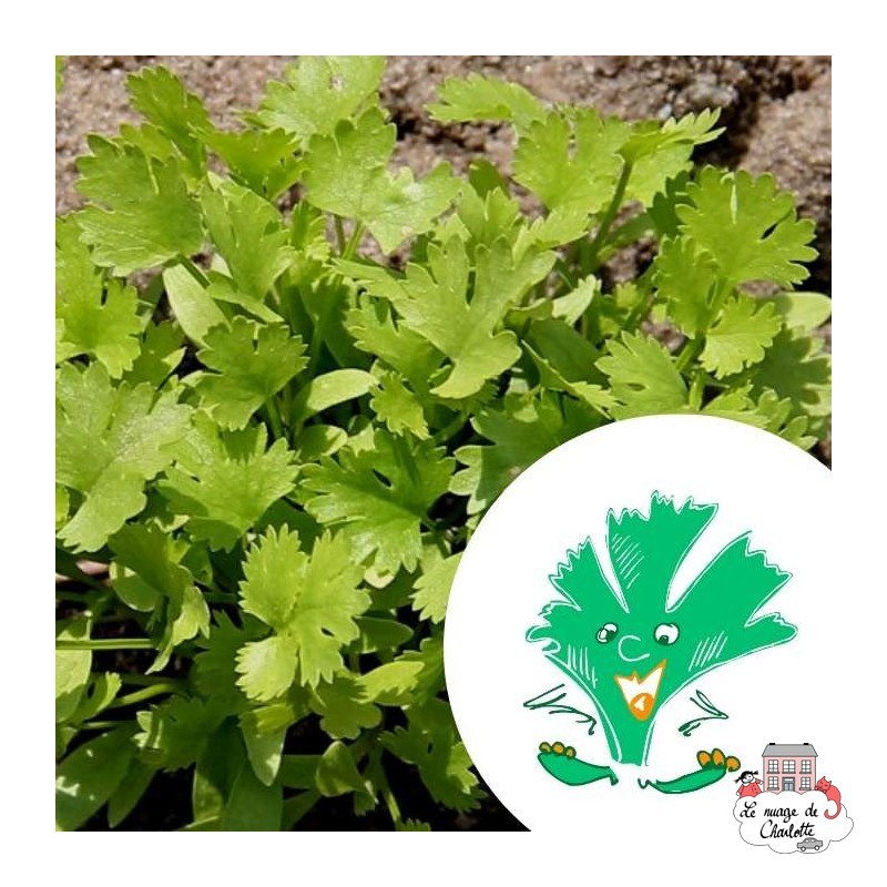 Mini organic seeds kit of Alexander the coriander - LPR-G071 - Les Petits Radis - Nature and discoveries - Le Nuage de Charlotte