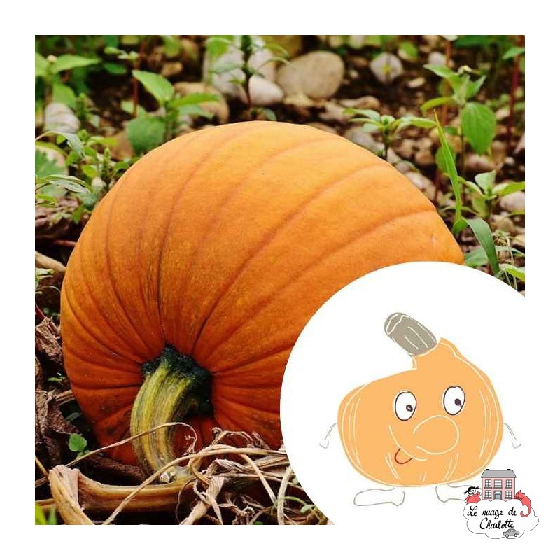 Raymond the pumpkin seed organic mini kit - LPR-G151 - Les Petits Radis - Nature and discoveries - Le Nuage de Charlotte