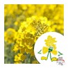 Mini kit of organic seeds of Gaspard mustard - LPR-G021 - Les Petits Radis - Nature and discoveries - Le Nuage de Charlotte