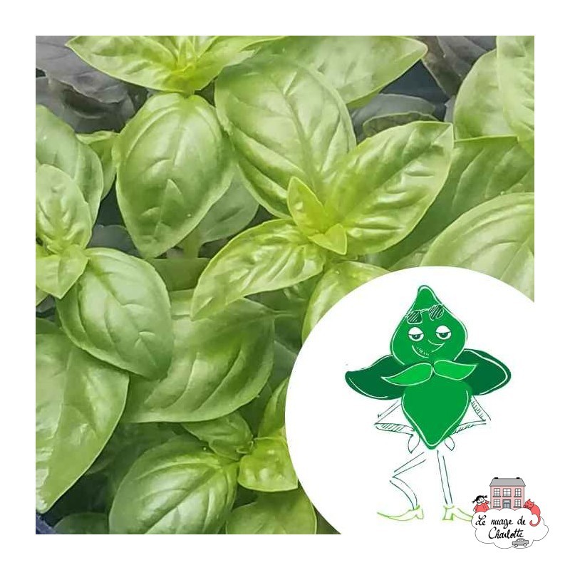 Mini organic seeds kit of Cedric the basil - LPR-G041 - Les Petits Radis - Nature and discoveries - Le Nuage de Charlotte