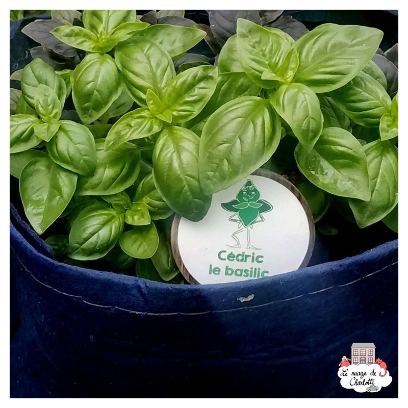 Acheter Mini organic seeds kit of Cedric the basil Nature and dis