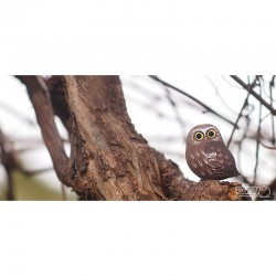 Eugy 044 - Hibou - EUG-5313944 - dodoland - Maquettes en carton - Le Nuage de Charlotte