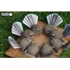 Eugy 002 - Fantail - EUG-5313902 - dodoland - Maquettes en carton - Le Nuage de Charlotte