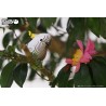 Eugy 028 - Cockatoo - EUG-5313928 - dodoland - Maquettes en carton - Le Nuage de Charlotte