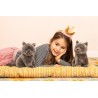 Chat chartreux - HER-918257 - Hermann Teddy Original - Et toutes les autres... - Le Nuage de Charlotte