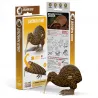 Eugy 091 - Brown kiwi - EUG-5313991 - dodoland - Maquettes en carton - Le Nuage de Charlotte