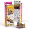 Eugy 096 - Mandarin Duck - EUG-5313996 - dodoland - Maquettes en carton - Le Nuage de Charlotte