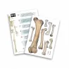 Skeleton 85 cm - BUK-2181 - Buki - Educational kits - Le Nuage de Charlotte