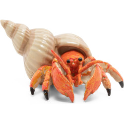 Hermit Crab