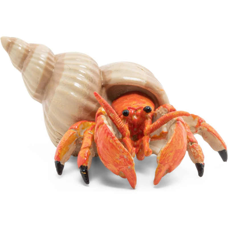 Hermit Crab