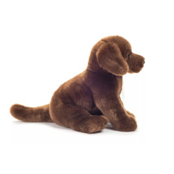 Dark brown sitting labrador