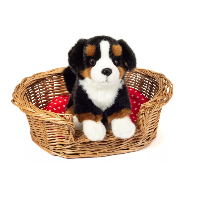 Bernese Mountain Dog sitting