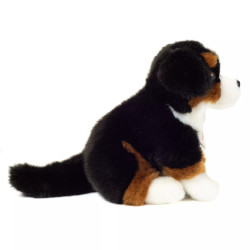 Bernese Mountain Dog sitting