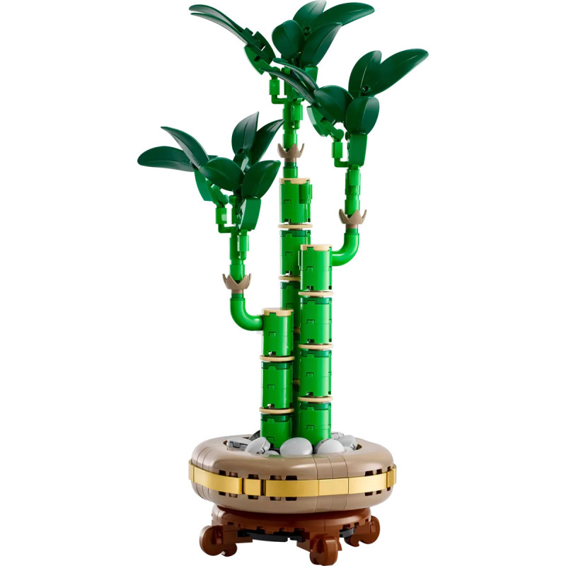 [The Botanical Collection] Lucky Bamboo