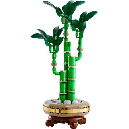 [The Botanical Collection] Lucky Bamboo