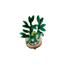 [The Botanical Collection] Lucky Bamboo