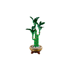 [The Botanical Collection] Lucky Bamboo