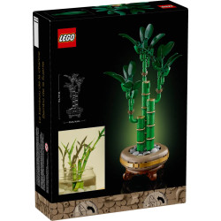 [The Botanical Collection] Lucky Bamboo