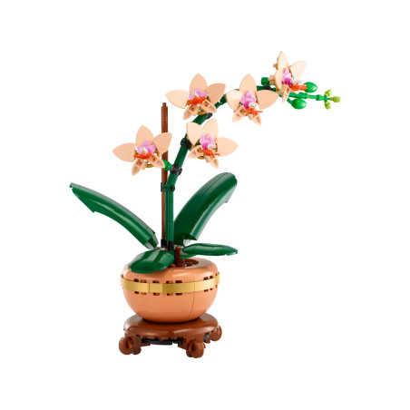 [The Botanical Collection] Mini Orchid