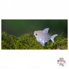 Eugy 019 - Requin - EUG-5313912 - dodoland - Maquettes en carton - Le Nuage de Charlotte